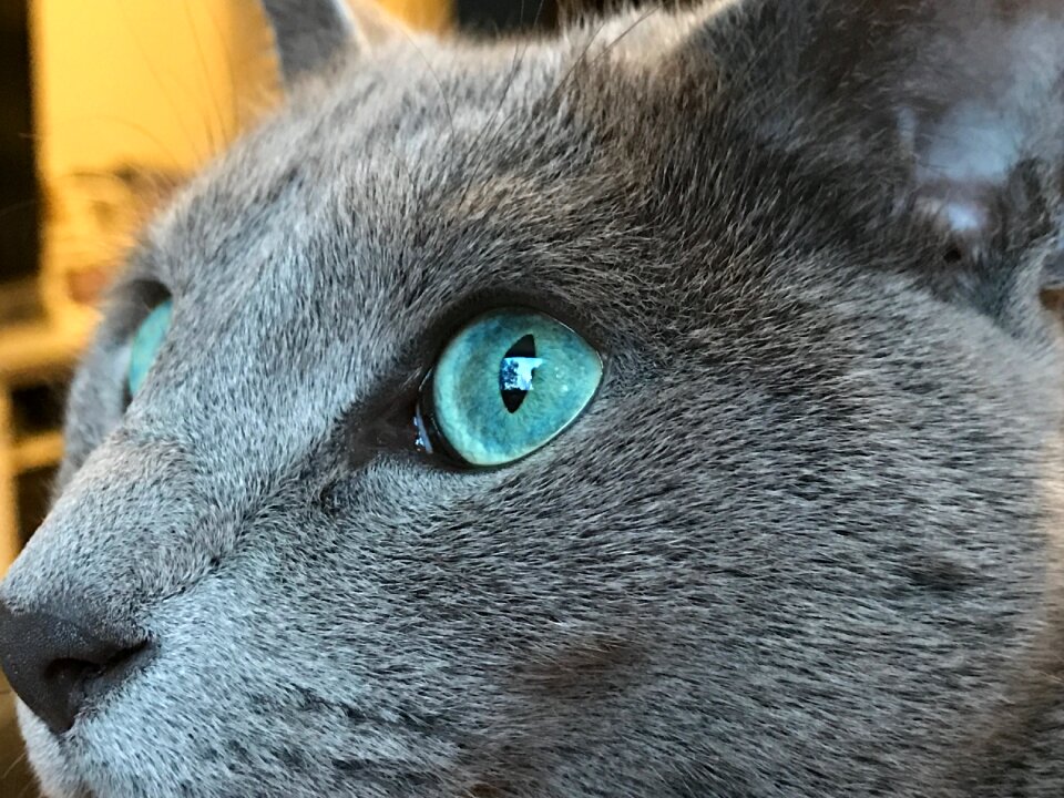 Vincent macbeth blue eye cute