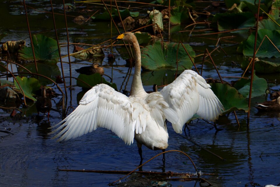 Waterweed wild birds swan