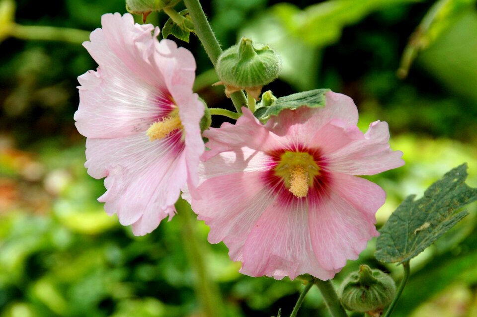 Flower bloom summer photo