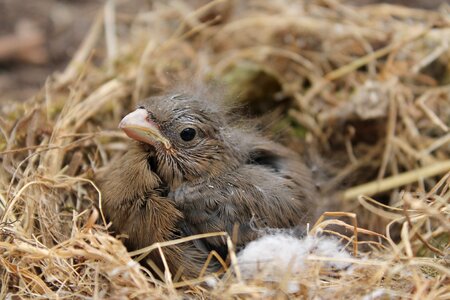 Nest animal small