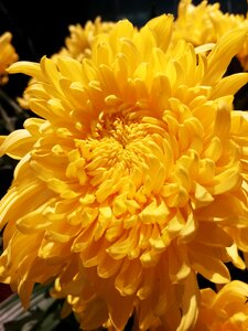 Plant fresh flowers shrubs flowers