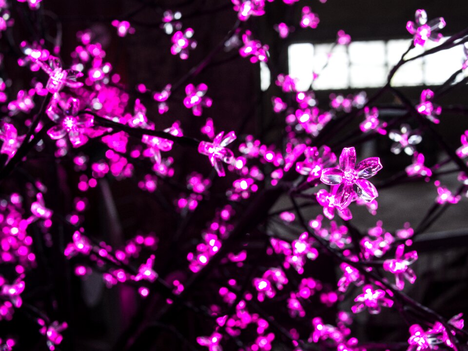Pink decoration festive
