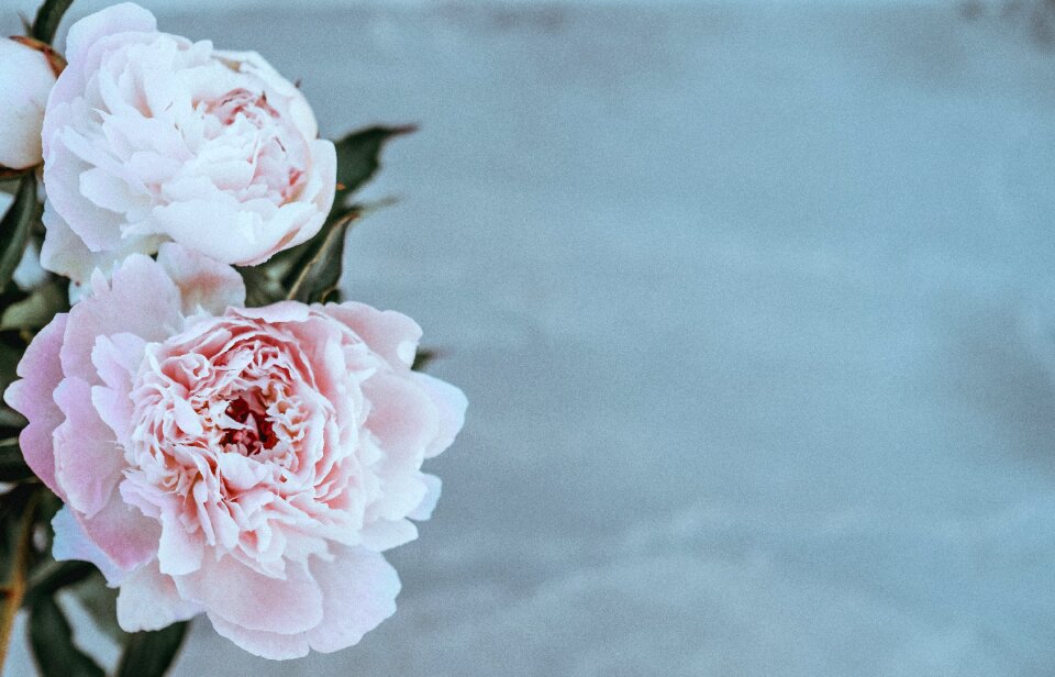 Flowers petals bloom