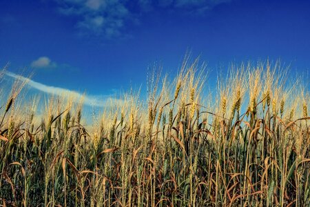 Rural field nature