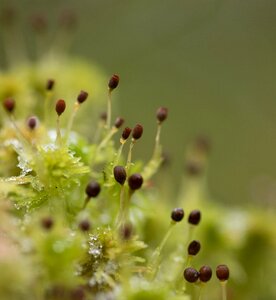 Nature green tiny