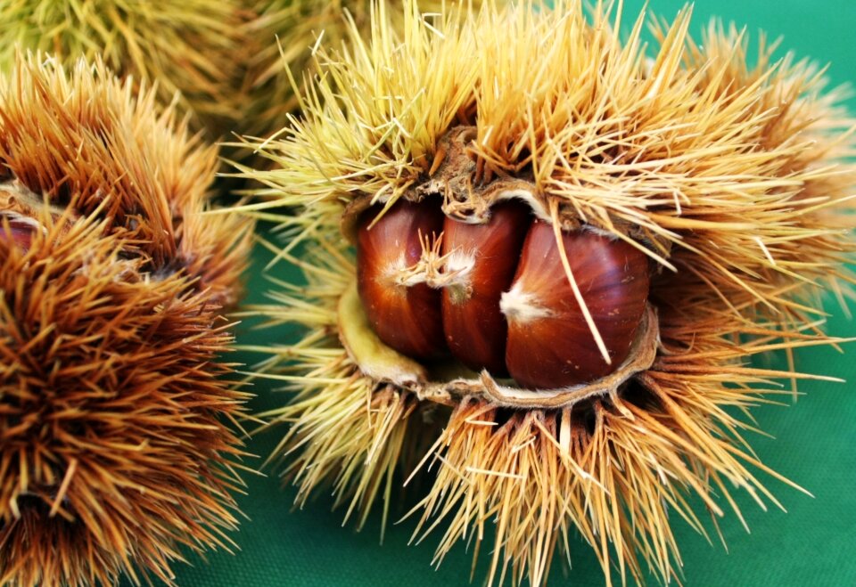 Season nature november