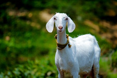 Outdoors goat domestic photo