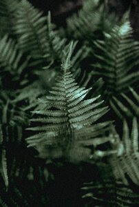 Fern plant nature
