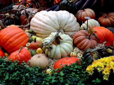 Ripe patch harvest photo