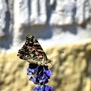Flying insect blue flower garden
