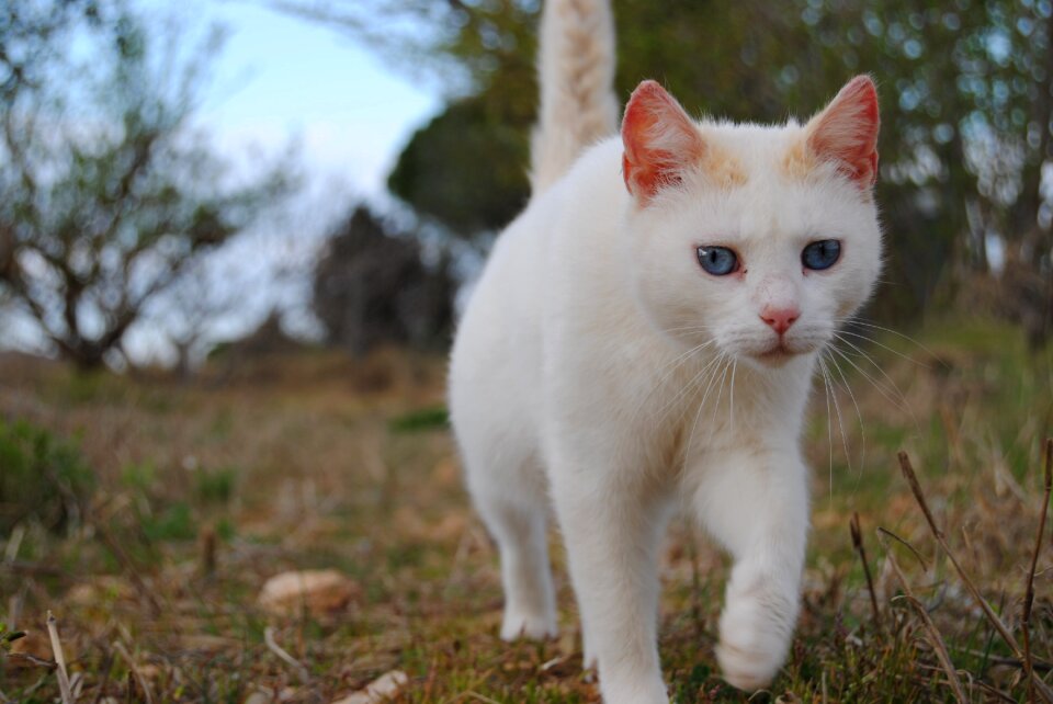 Cat kitten wild life