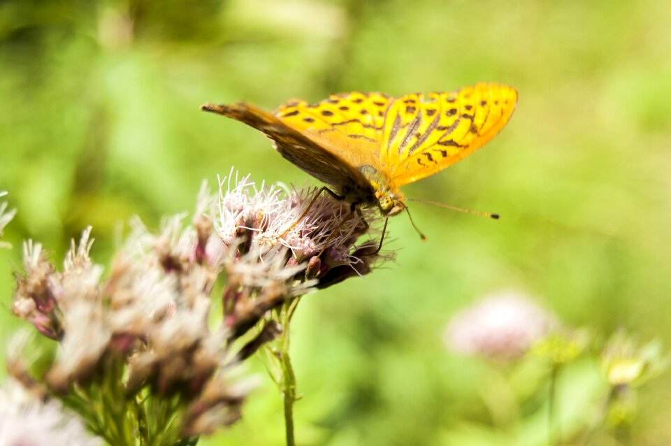 Geometric wings flowers