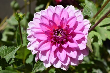 Flower natura nature