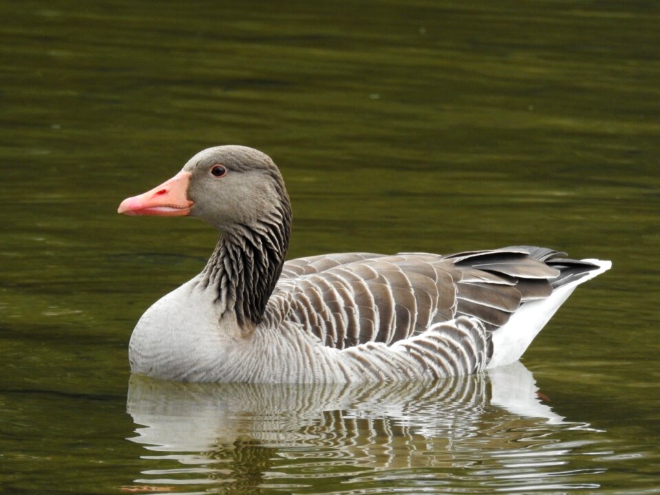 Lake water bird bird