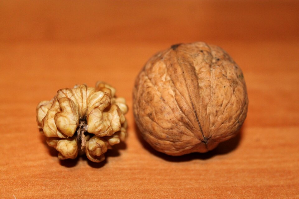 Close up autumn brain