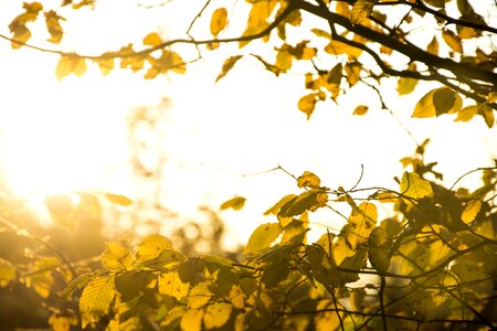 Leaves sky light