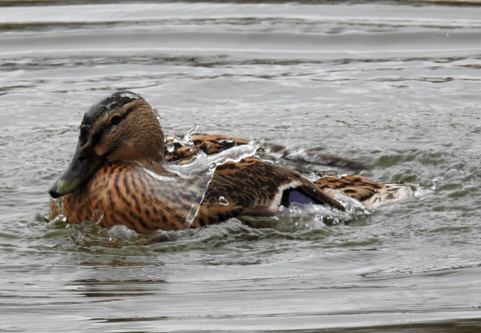 Bird animal world swim
