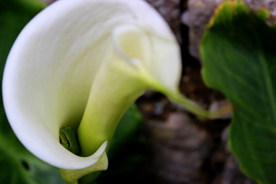 Plant no person frog