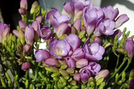 Floral bud freesias