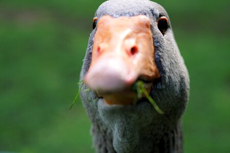 Water bird greylag goose animal photo