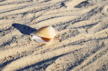 Shellfish sand sand beach photo