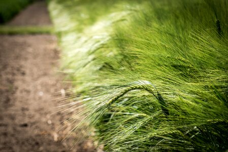 Field green grain