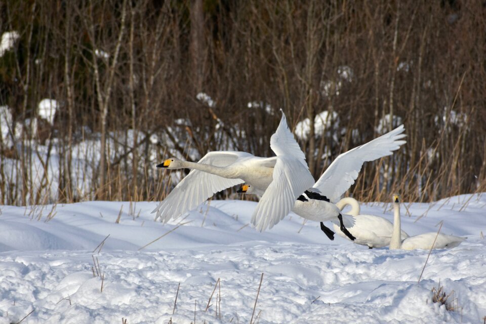 Bird wild birds waterfowl