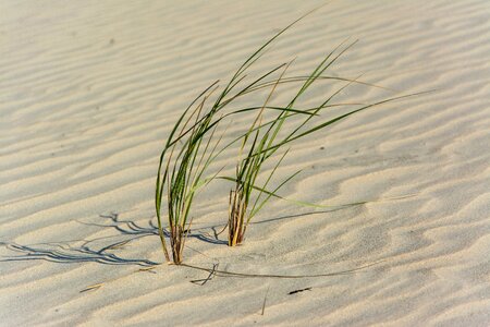 Grass sway patterns photo