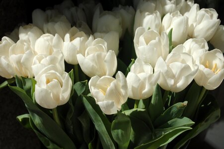White flowers tulip bloom