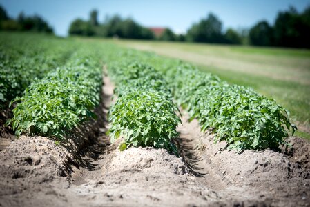 Field plant earth photo