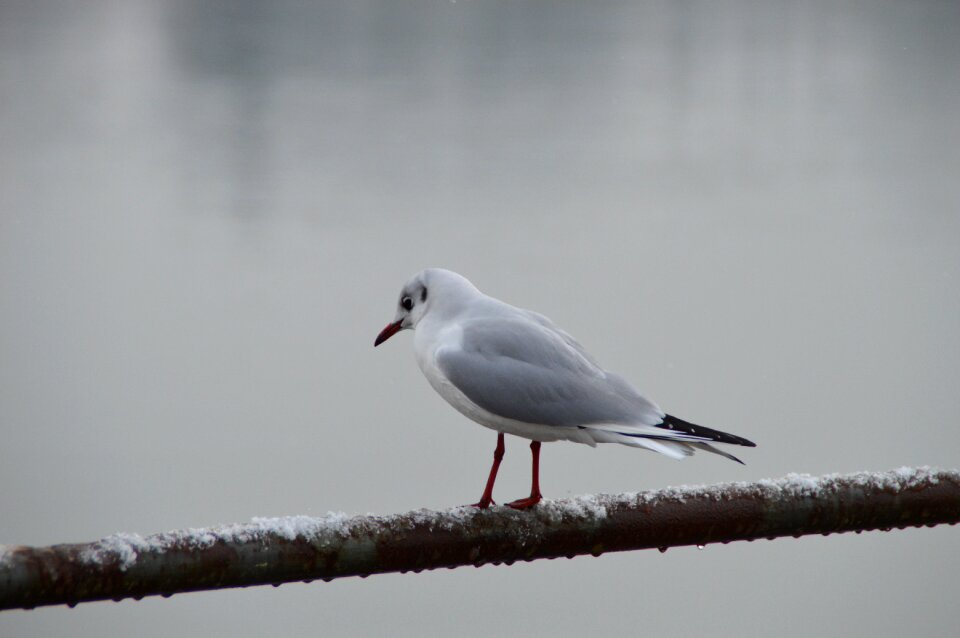 Animal winter waters