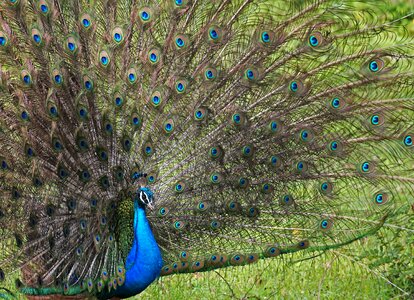 Nature eyes peacock feathers