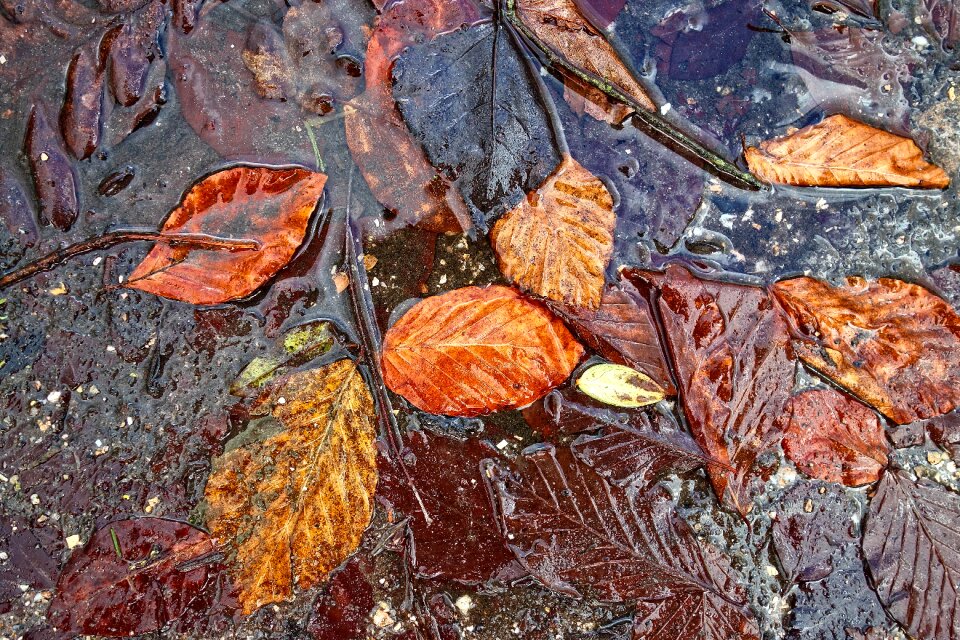 Puddle leaves in puddle golden leaves