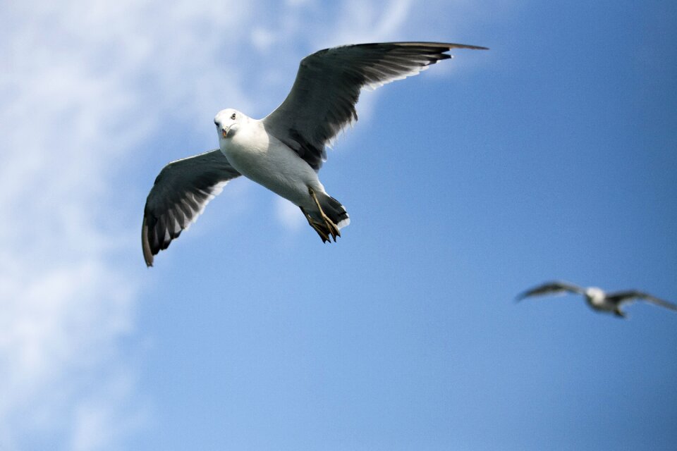 Fly sky sea birds