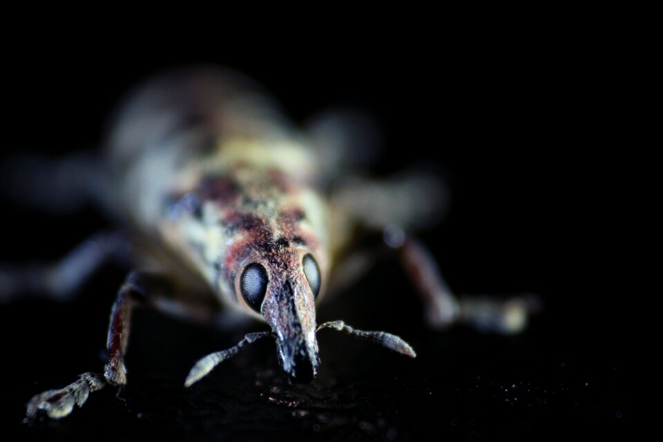 Black background nature