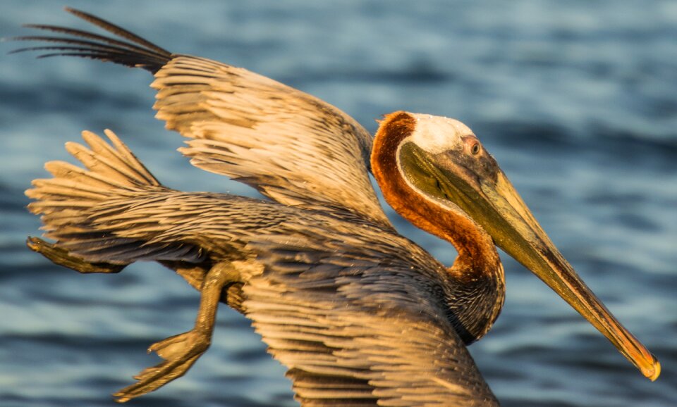 Water sea plumage