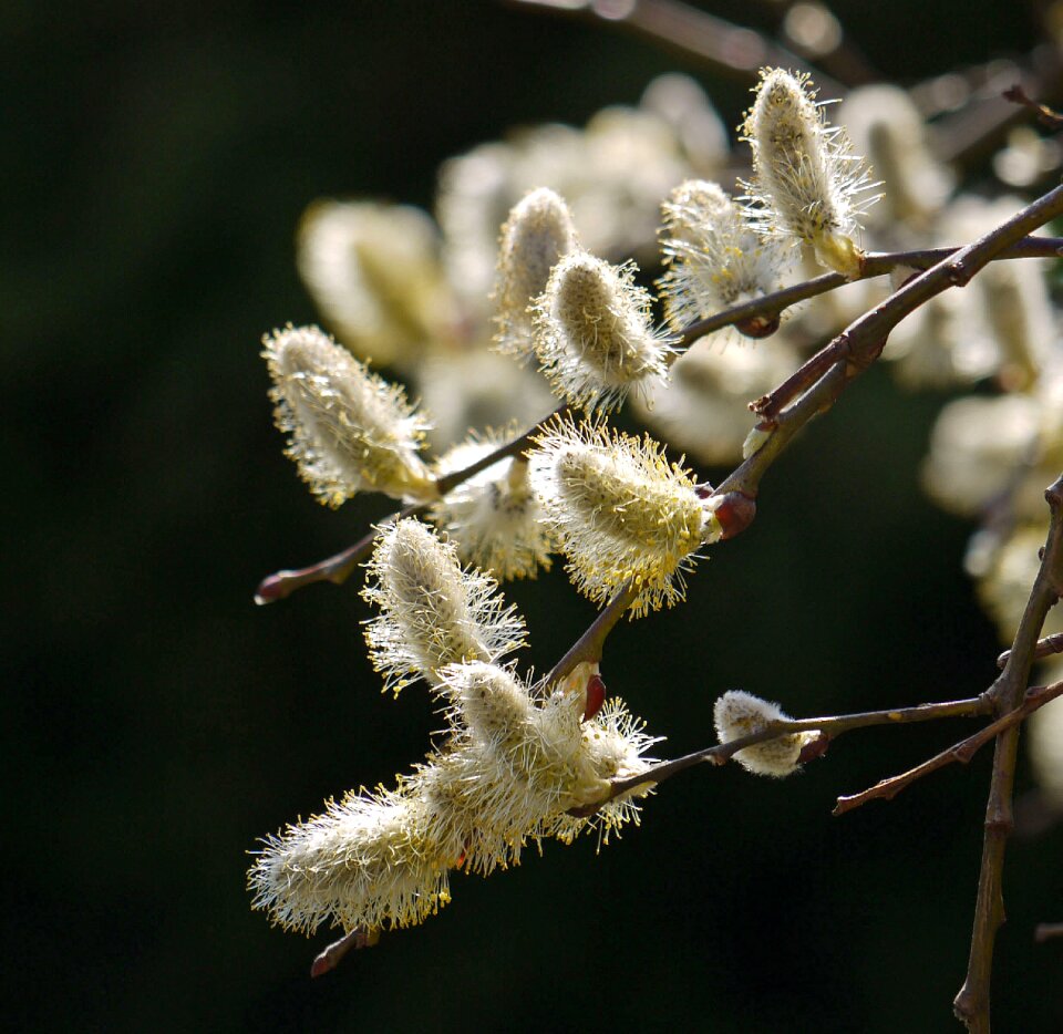 Pasture deciduous tree early spring