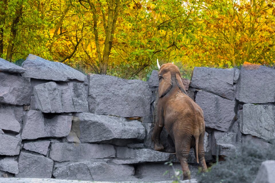Berlin zoo elephant