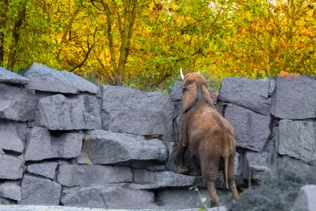 Berlin zoo elephant