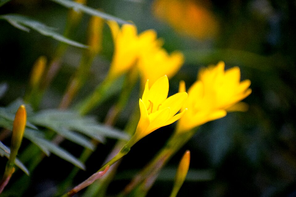 Spring bloom natural