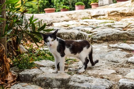 Cute kitty nature