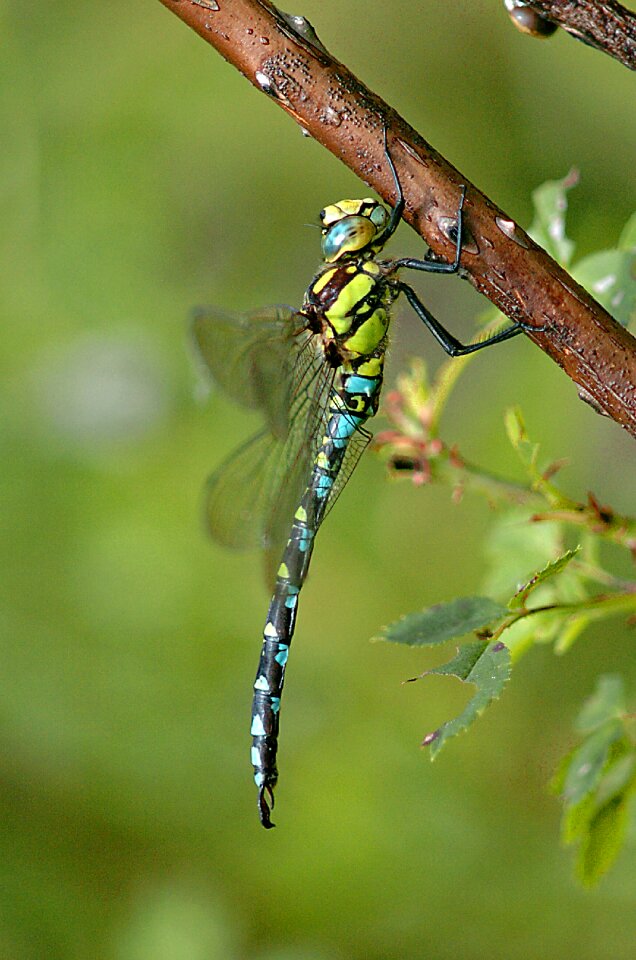 Wildlife expensive outdoor