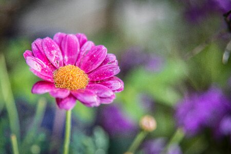 Blossom green leaf photo