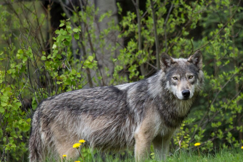 Grass wood wolf