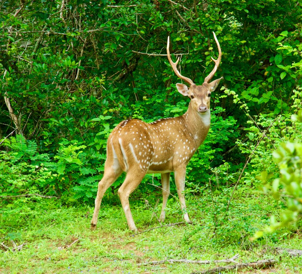 Mammals wild animals nature