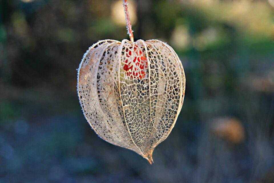 Frost tomatillo frosty