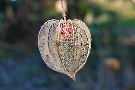 Frost tomatillo frosty