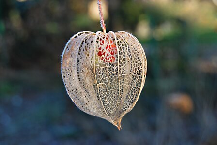 Frost tomatillo frosty photo