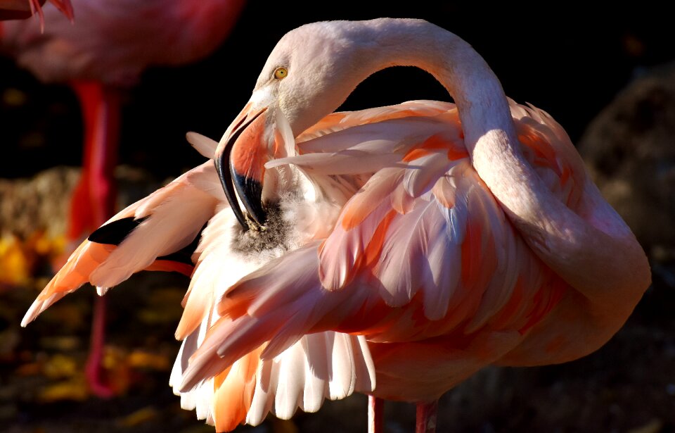 Bird colorful tierpark hellabrunn