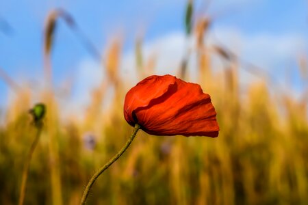 Field spring flower